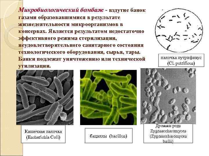 Микробиологический бомбаж - вздутие банок газами образовавшимися в результате жизнедеятельности микроорганизмов в консервах. Является