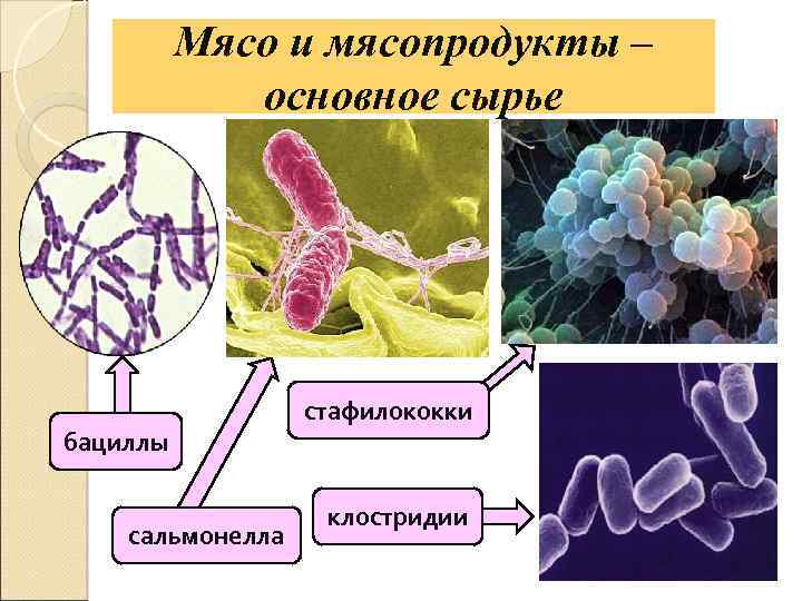 Мясо и мясопродукты – основное сырье бациллы сальмонелла стафилококки клостридии 