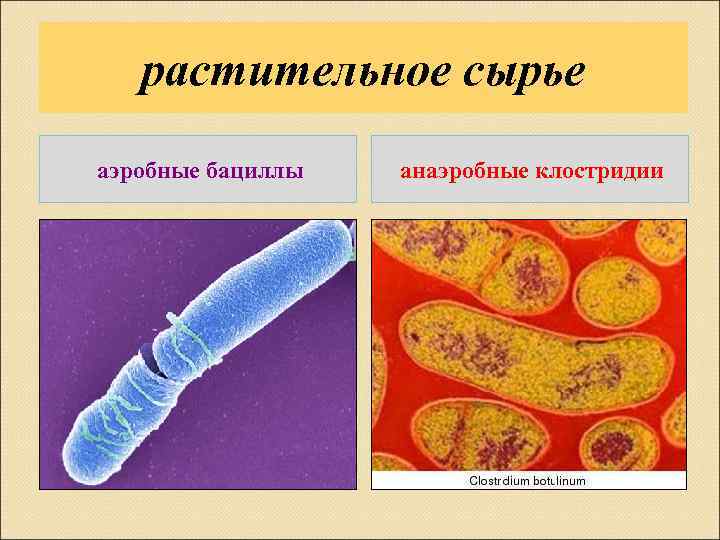 растительное сырье аэробные бациллы анаэробные клостридии 