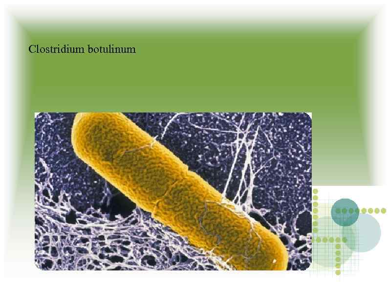 Clostridium botulinum 