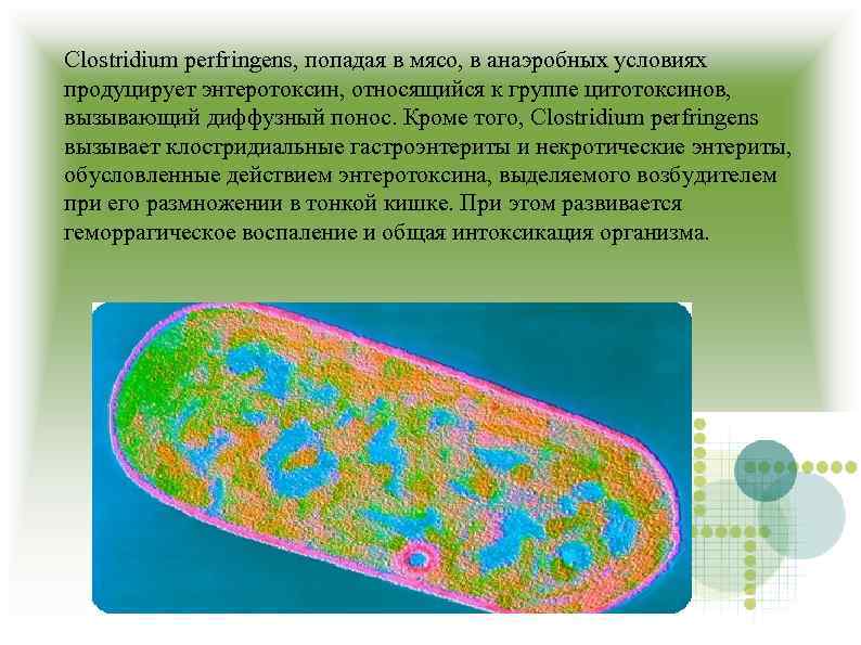Clostridium perfringens, попадая в мясо, в анаэробных условиях продуцирует энтеротоксин, относящийся к группе цитотоксинов,