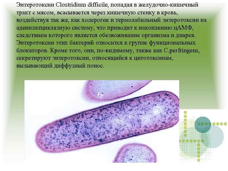 Энтеротоксин Clostridium difficile, попадая в желудочно-кишечный тракт с мясом, всасывается через кишечную стенку в