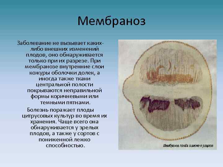 Мембраноз Заболевание не вызывает какихлибо внешних изменений плодов, оно обнаруживается только при их разрезе.