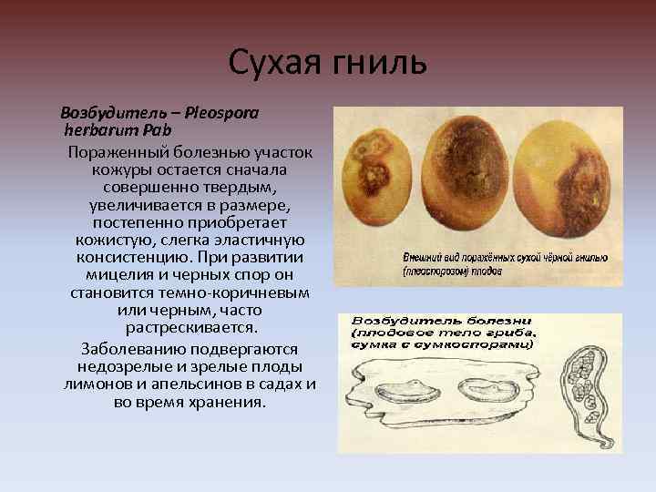 Сухая гниль Возбудитель – Pleospora herbarum Pab Пораженный болезнью участок кожуры остается сначала совершенно