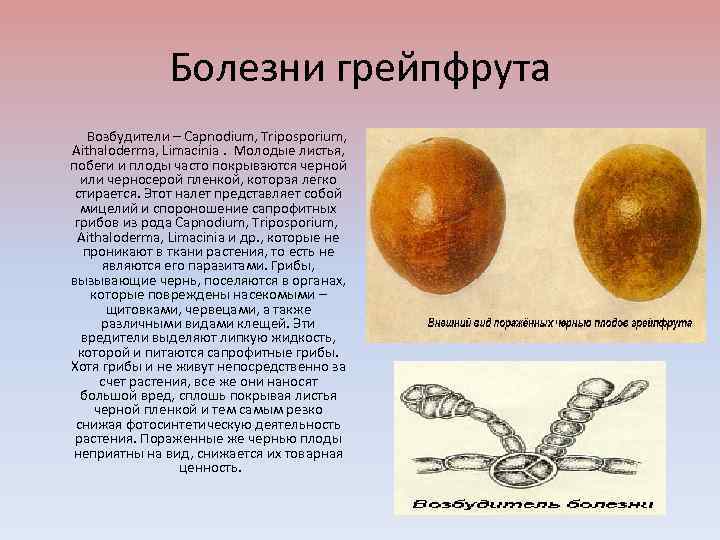 Болезни грейпфрута Возбудители – Сарnodium, Triposporium, Aithaloderma, Limacinia. Молодые листья, побеги и плоды часто