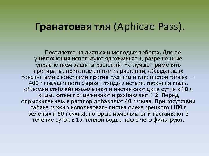  Гранатовая тля (Aphicae Pass). Поселяется на листьях и молодых побегах. Для ее уничтожения