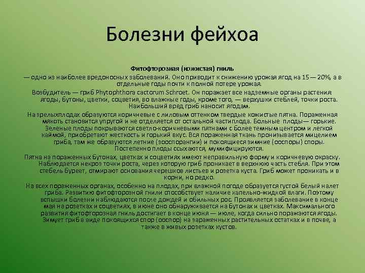 Болезни фейхоа Фитофторозная (кожистая) гниль — одно из наиболее вредоносных заболеваний. Оно приводит к