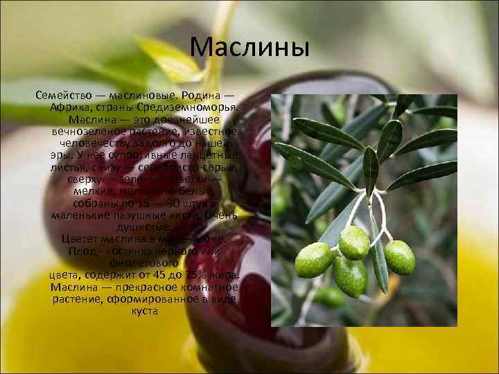 Маслины Семейство — маслиновые. Родина — Африка, страны Средиземноморья. Маслина — это древнейшее вечнозеленое