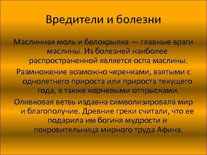 Вредители и болезни Маслинная моль и белокрылка — главные враги маслины. Из болезней наиболее