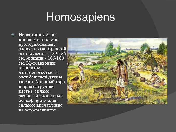 Homosapiens Неоантропы были высокими людьми, пропорционально сложенными. Средний рост мужчин - 180 -185 см,