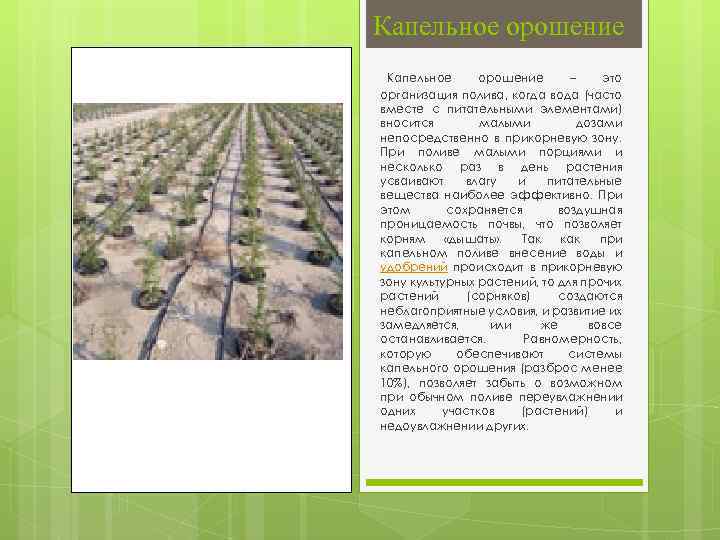 Капельное орошение – это организация полива, когда вода (часто вместе с питательными элементами) вносится