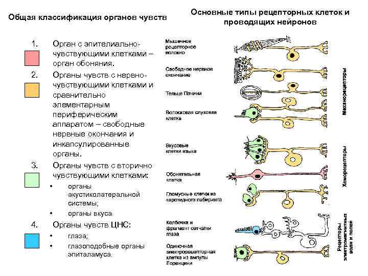 Характеристика органов чувств в свете учения об анализаторах общий план их строения