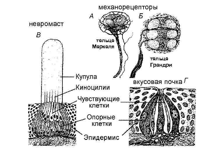 На рисунке изображена реакция механорецепторов на изменения раздражителей на примере телец пачини