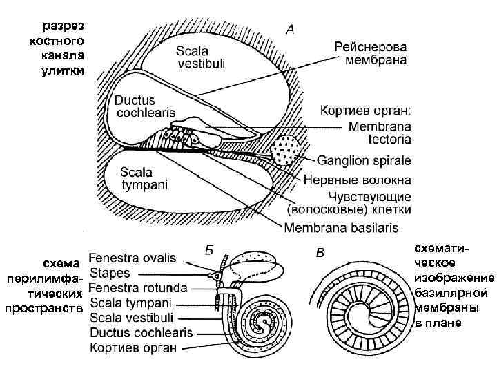 Органы улитки схема