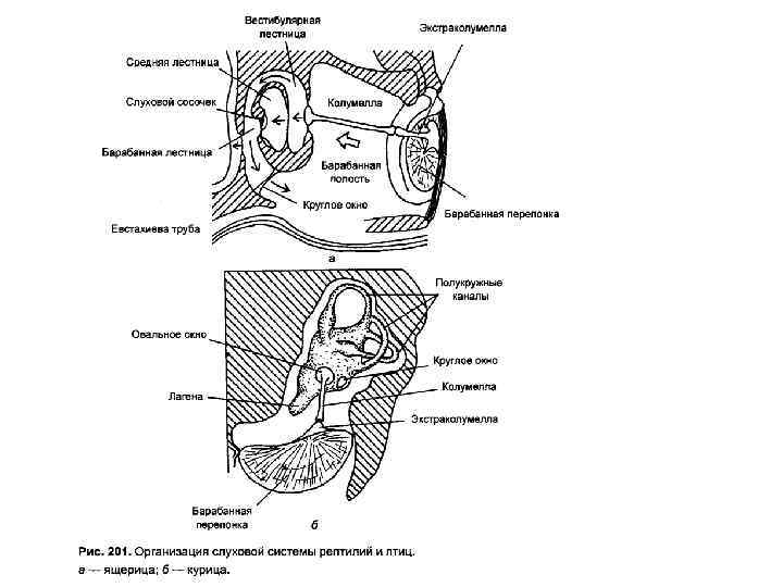Слух рептилий. Пресмыкающиеся строение органа слуха. Строение уха пресмыкающегося. Строение органа слуха птиц. Органы слуха у пресмыкающихся схема строения.