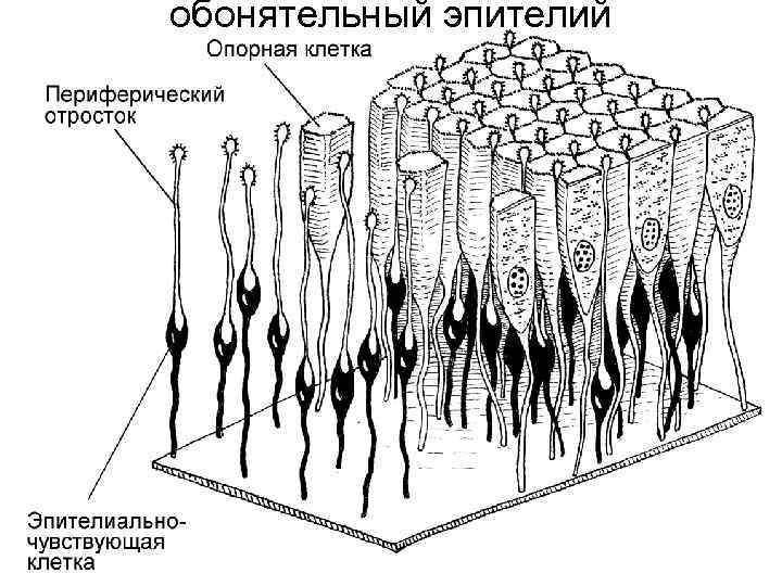 Схема строения обонятельного эпителия