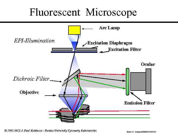 Fluorescent Microscope Arc Lamp EPI-Illumination Excitation Diaphragm Excitation Filter Ocular Dichroic Filter Objective Emission