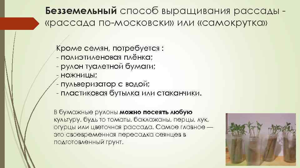 Безземельный способ выращивания рассады «рассада по-московски» или «самокрутка» Кроме семян, потребуется : - полиэтиленовая