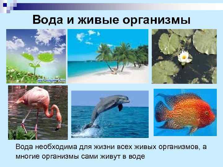 Вода и живые организмы Вода необходима для жизни всех живых организмов, а многие организмы