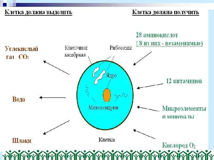 Обмен веществ 