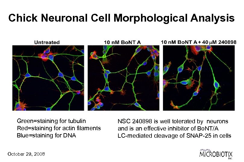 Chick Neuronal Cell Morphological Analysis Green=staining for tubulin Red=staining for actin filaments Blue=staining for