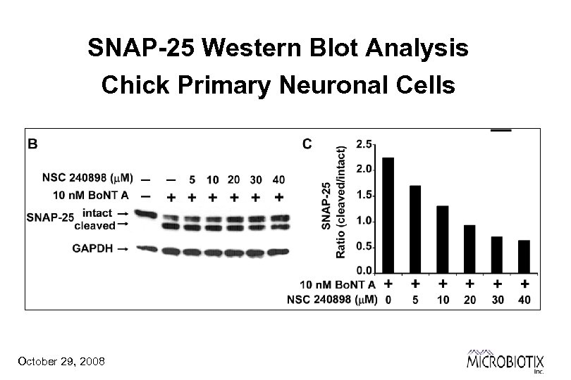 SNAP-25 Western Blot Analysis Chick Primary Neuronal Cells October 29, 2008 