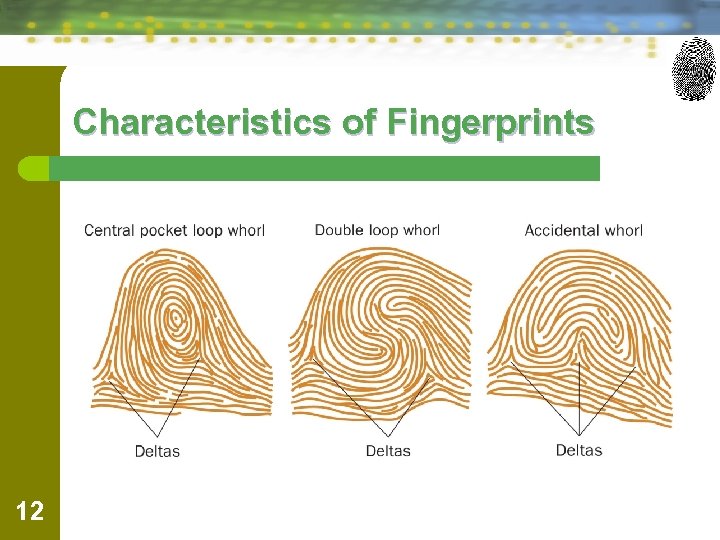 Characteristics of Fingerprints 12 