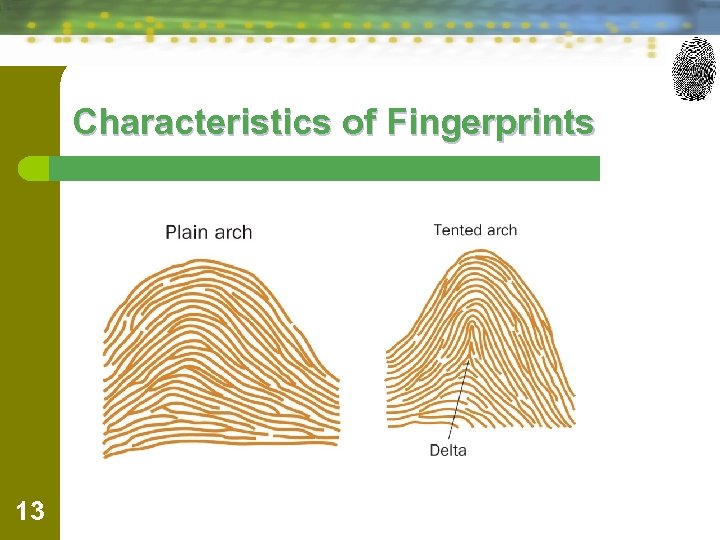Characteristics of Fingerprints 13 
