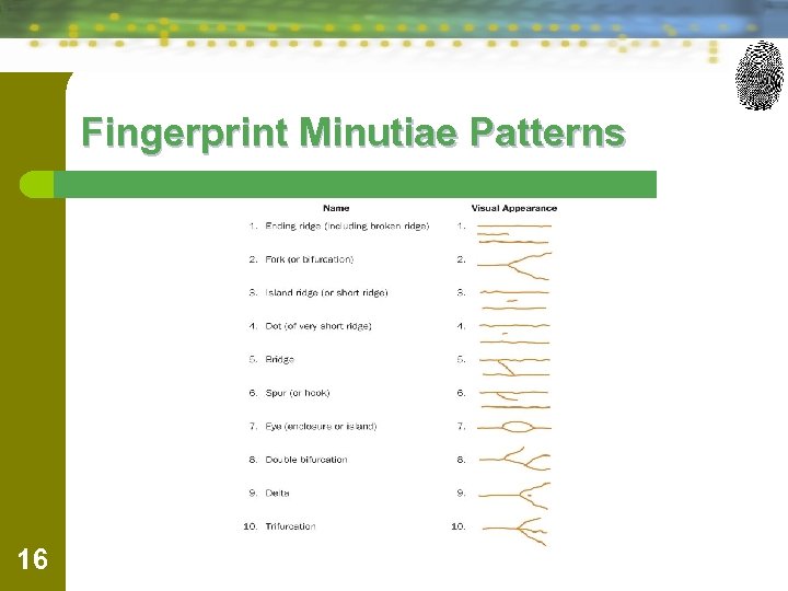 Fingerprint Minutiae Patterns 16 