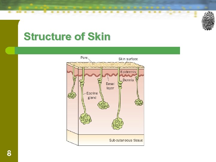 Structure of Skin 8 