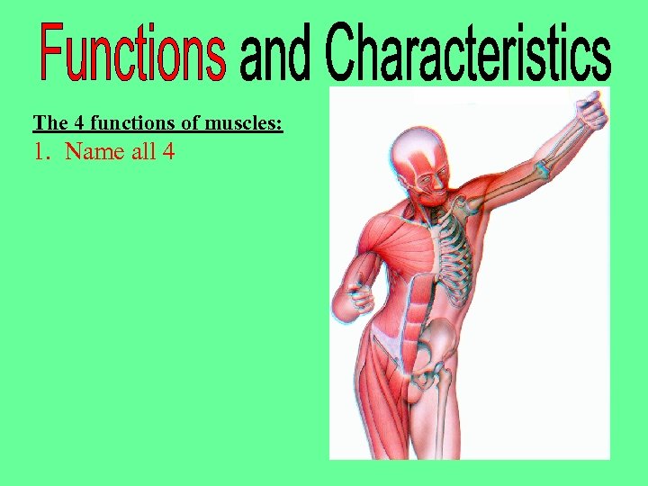 Muscles Name - How Muscles Are Named Video Lesson ...