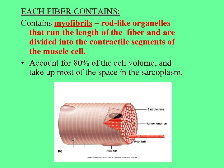 EACH FIBER CONTAINS: Contains myofibrils – rod-like organelles that run the length of the