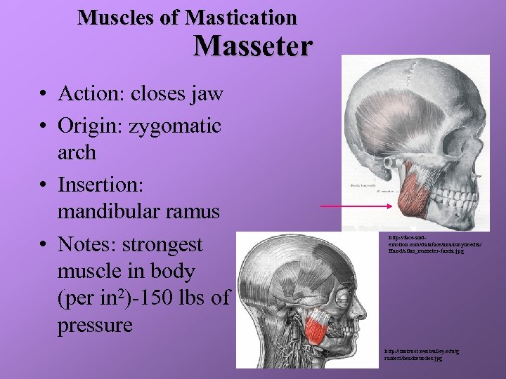 Muscles of Mastication Masseter • Action: closes jaw • Origin: zygomatic arch • Insertion: