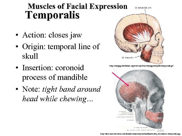 Muscles of Facial Expression Temporalis • Action: closes jaw • Origin: temporal line of