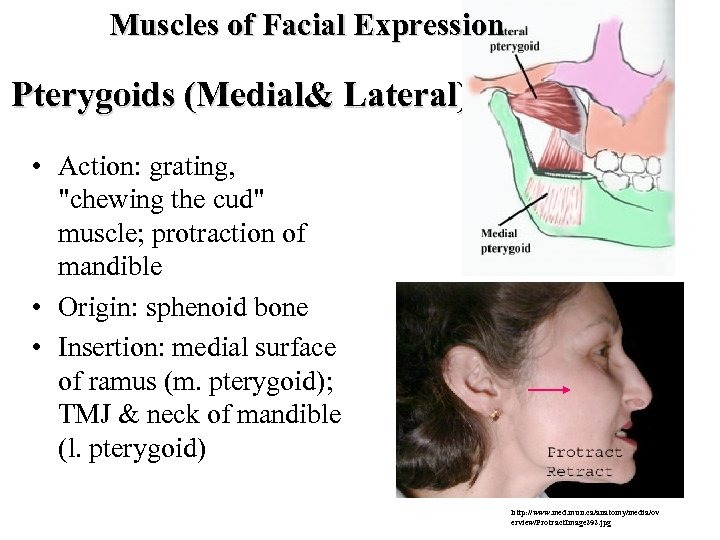 Muscles of Facial Expression Pterygoids (Medial& Lateral) • Action: grating, 