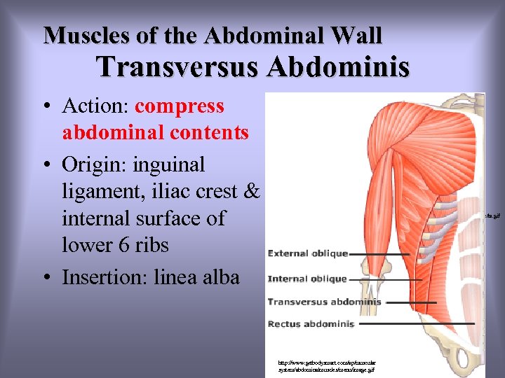 Muscles of the Abdominal Wall Transversus Abdominis • Action: compress abdominal contents • Origin: