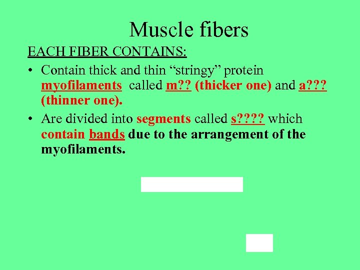 Muscle fibers EACH FIBER CONTAINS: • Contain thick and thin “stringy” protein myofilaments called