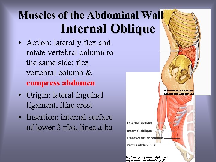 Muscles of the Abdominal Wall Internal Oblique • Action: laterally flex and rotate vertebral