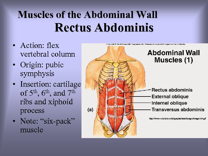 Muscles of the Abdominal Wall Rectus Abdominis • Action: flex vertebral column • Origin: