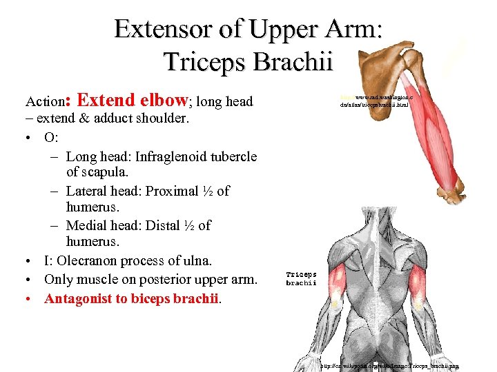 Extensor of Upper Arm: Triceps Brachii Action: Extend elbow; long head – extend &