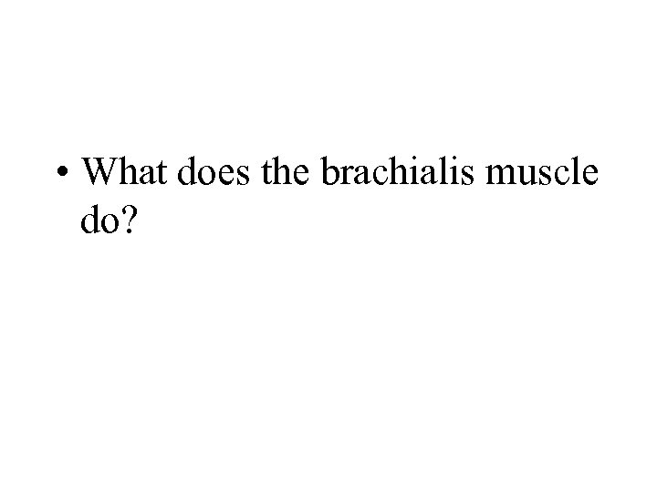  • What does the brachialis muscle do? 