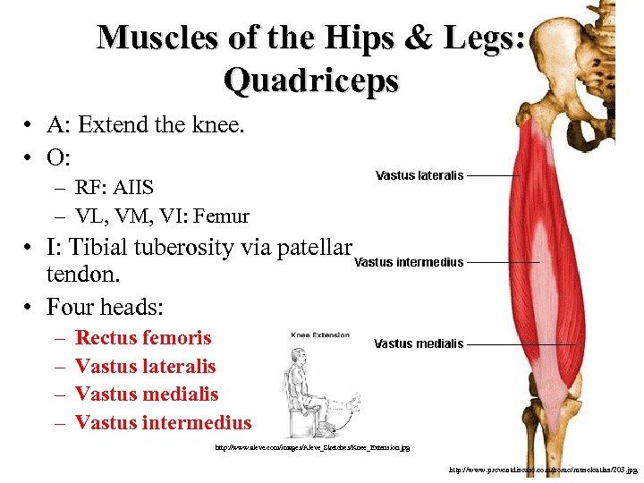 Muscles of the Hips & Legs: Quadriceps • A: Extend the knee. • O: