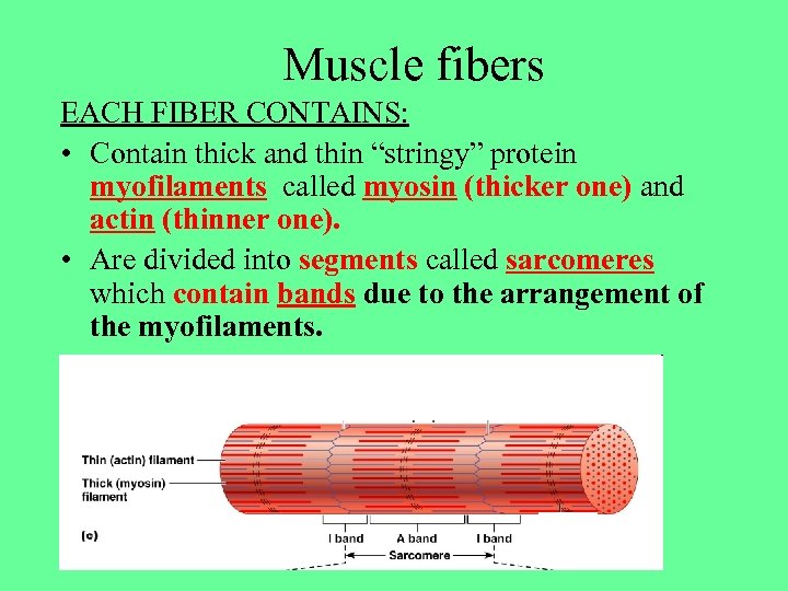 Muscle fibers EACH FIBER CONTAINS: • Contain thick and thin “stringy” protein myofilaments called