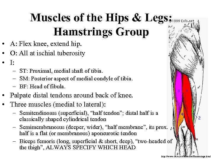 Muscles of the Hips & Legs: Hamstrings Group • A: Flex knee, extend hip.