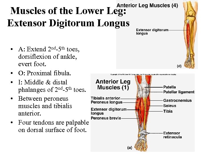 Muscles of the Lower Leg: Extensor Digitorum Longus • A: Extend 2 nd 5