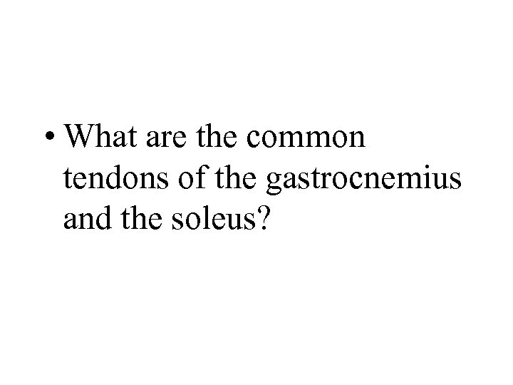  • What are the common tendons of the gastrocnemius and the soleus? 