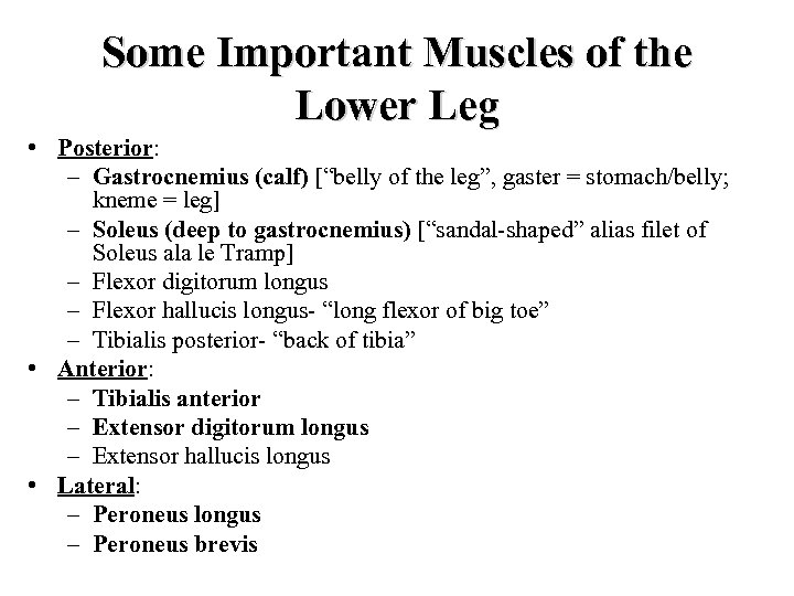 Some Important Muscles of the Lower Leg • Posterior: – Gastrocnemius (calf) [“belly of