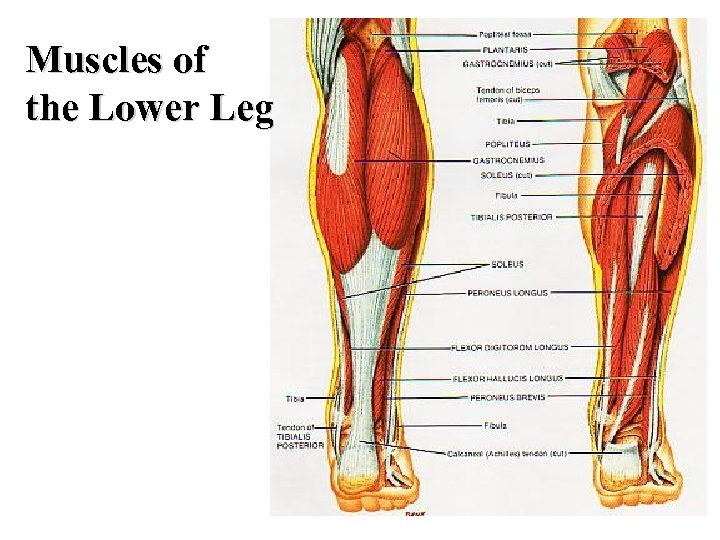 Muscles of the Lower Leg 