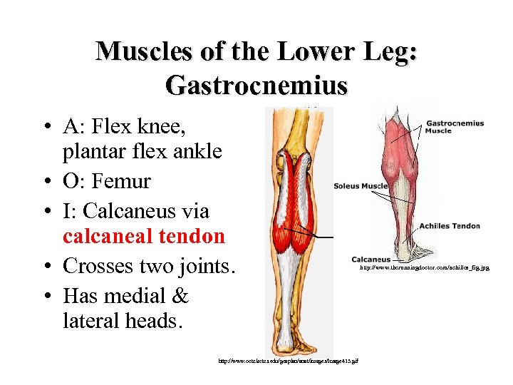 Muscles of the Lower Leg: Gastrocnemius • A: Flex knee, plantar flex ankle •