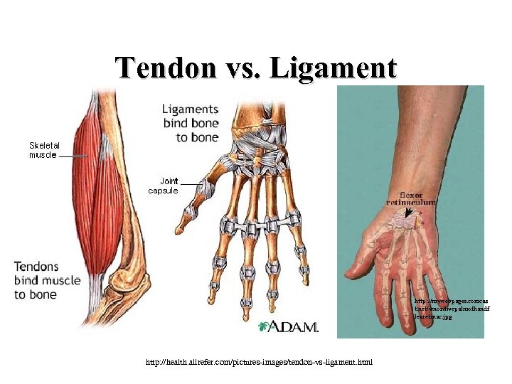 Tendon vs. Ligament http: //mywebpages. comcas t. net/wnor/livepalmofhandf lexretinac. jpg http: //health. allrefer. com/pictures